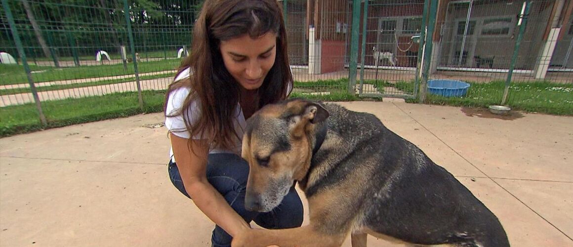 Animaux à Adopter Nouvelle Famille Pour Une Nouvelle Vie 2021 Animaux à adopter : nouvelle famille pour une nouvelle vie - Télé-Loisirs
