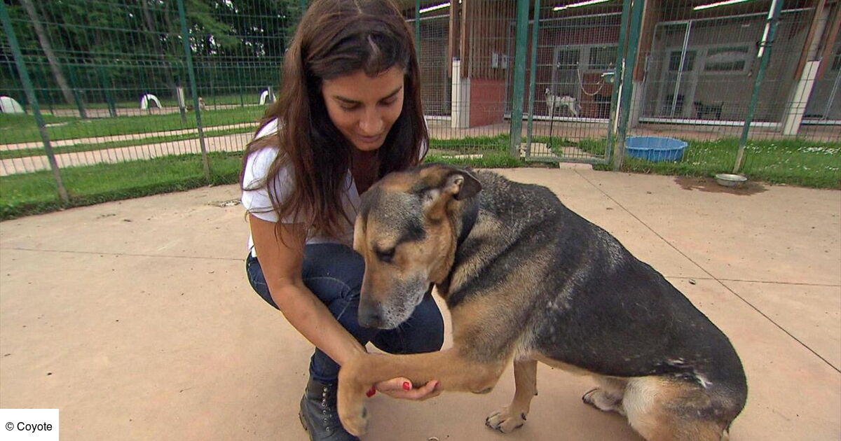 Animaux à adopter nouvelle famille pour une nouvelle vie