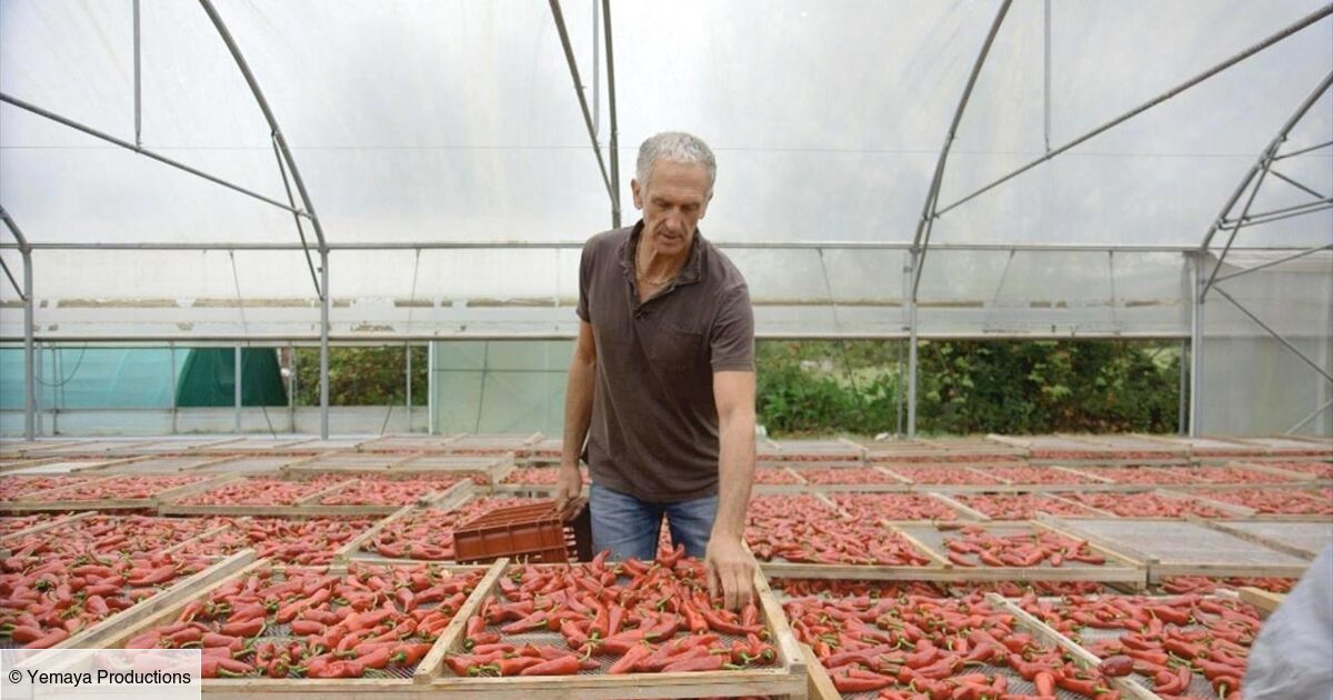 Le Piment Ne Manque Pas De Piquant Le piment ne manque pas de piquant