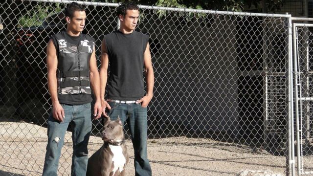 Pitbull Et Prisonnier Que Sont Ils Devenus Pitbulls et prisonniers