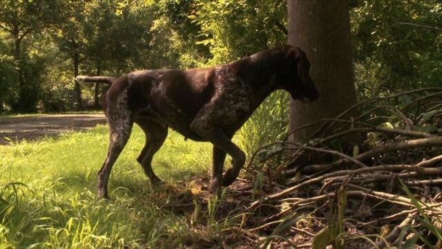 Elevage et dressage de chiens de chasse