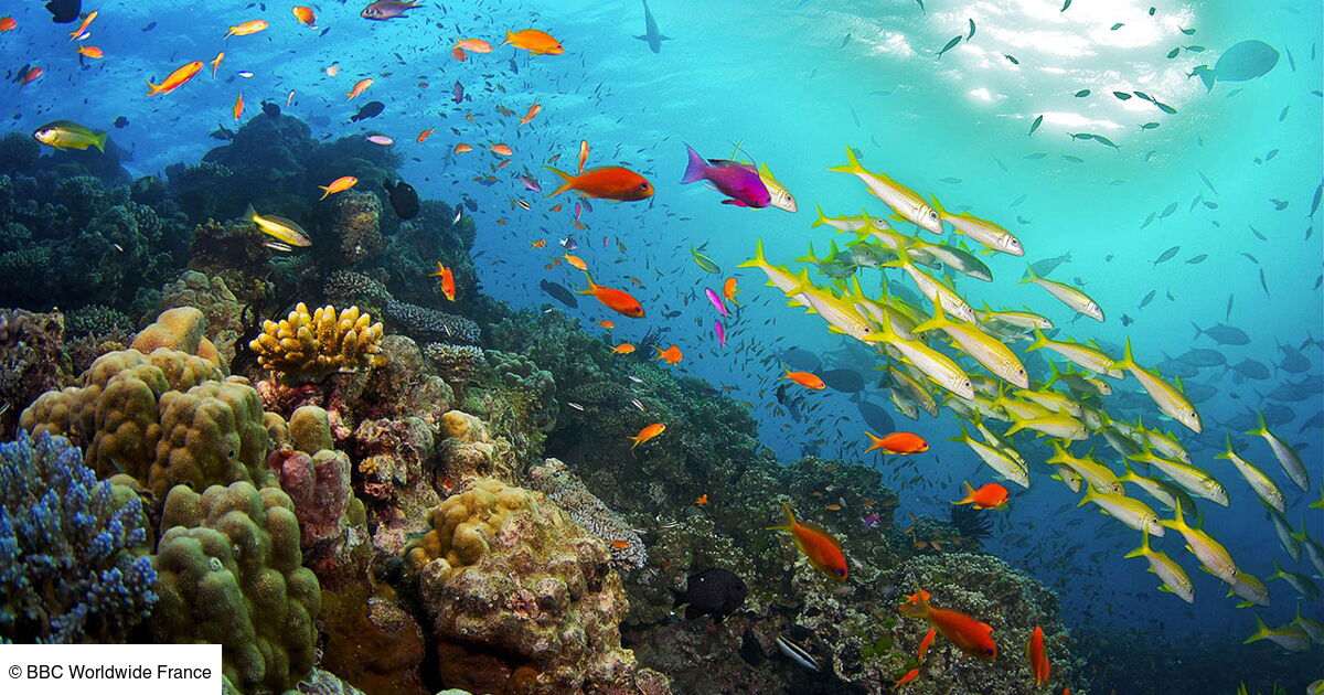 Les mystères de la Barrière de corail