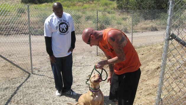 TÉLÉCHARGER PITBULL ET PRISONNIER SAISON 4 4 PRISONNIER PITBULL TÉLÉCHARGER ET SAISON