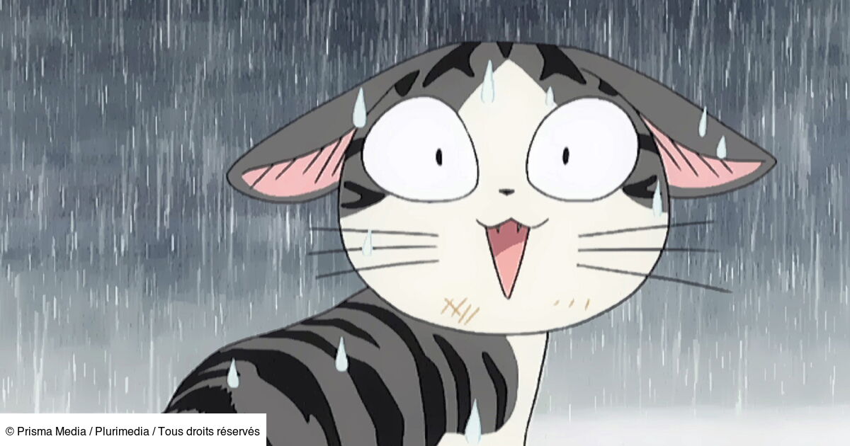 Chi, une vie de chat