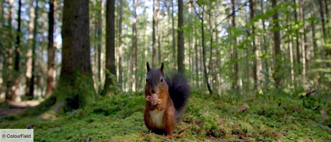 Dans Le Murmure De La Forêt Perdue Le murmure de la forêt - Télé-Loisirs