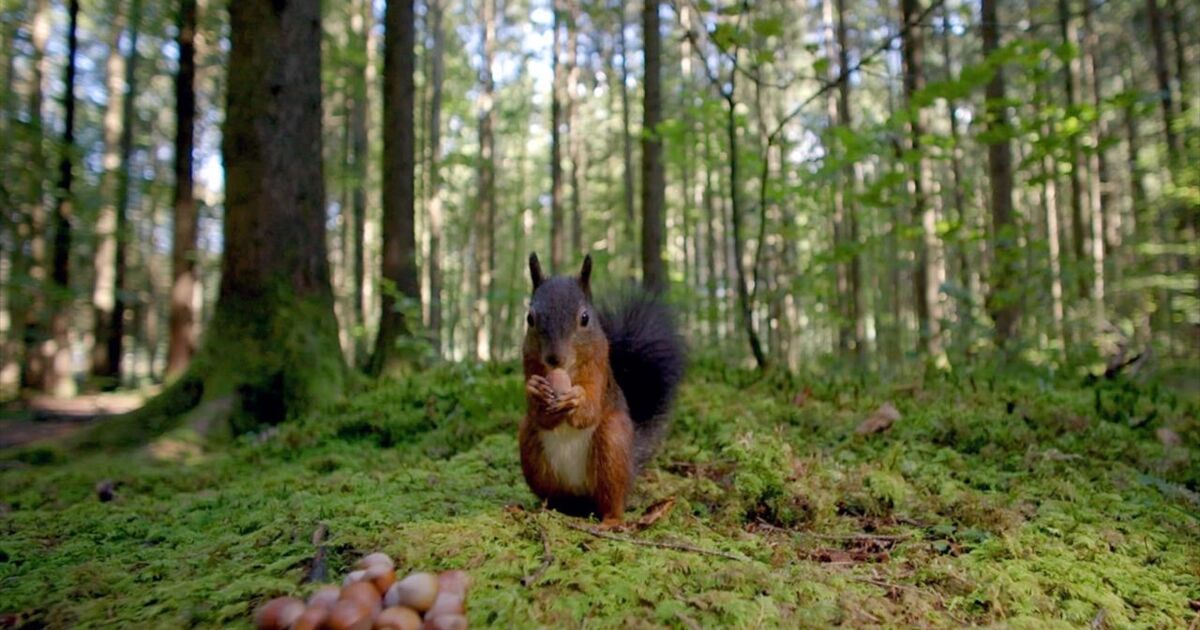 Dans Le Murmure De La Forêt Perdue Vidéos Le murmure de la forêt - Documentaire - Télé-Loisirs