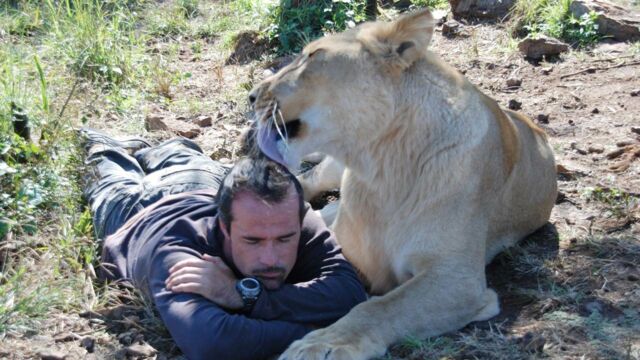 Duree De Vie D Un Lion Ma vie avec les lions