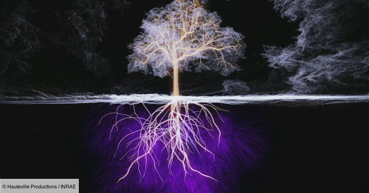 Le Génie Des Arbres Replay France 5 Le génie des arbres