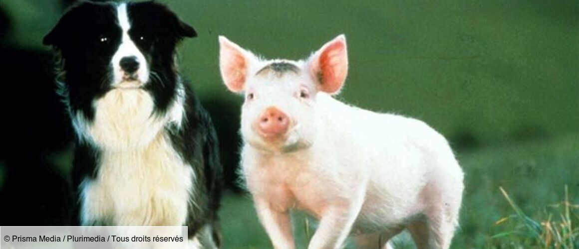 Babe Le Cochon Devenu Berger Streaming Vf Babe, le cochon devenu berger vf en streaming Film
