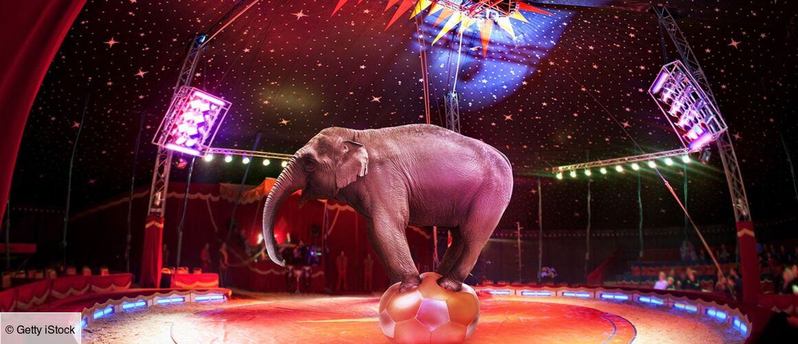 Cirque Le Roux La Nuit Du Cerf Cirque Le Roux : La Nuit du Cerf - Télé-Loisirs