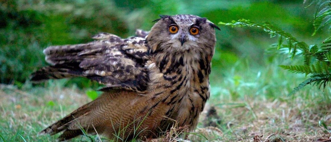 Quel Animal Vit Dans Une Aire