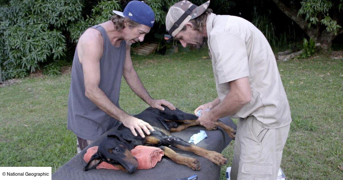 Les aventures du Dr Buckeye Bottoms