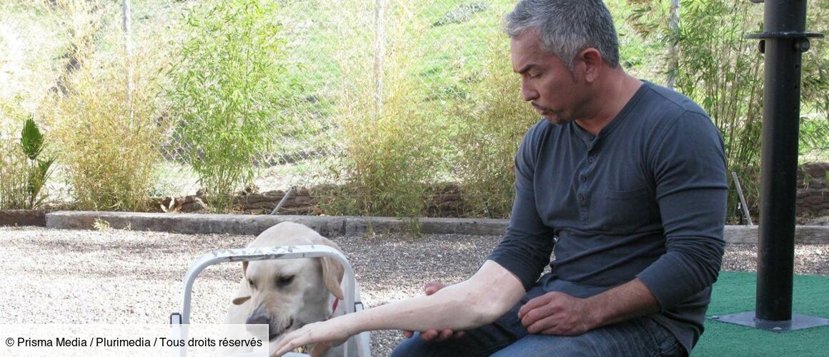 César L Homme Qui Parlait Aux Chiens Gare à la morsure - César, l'homme qui parlait aux chiens - Télé-Loisirs