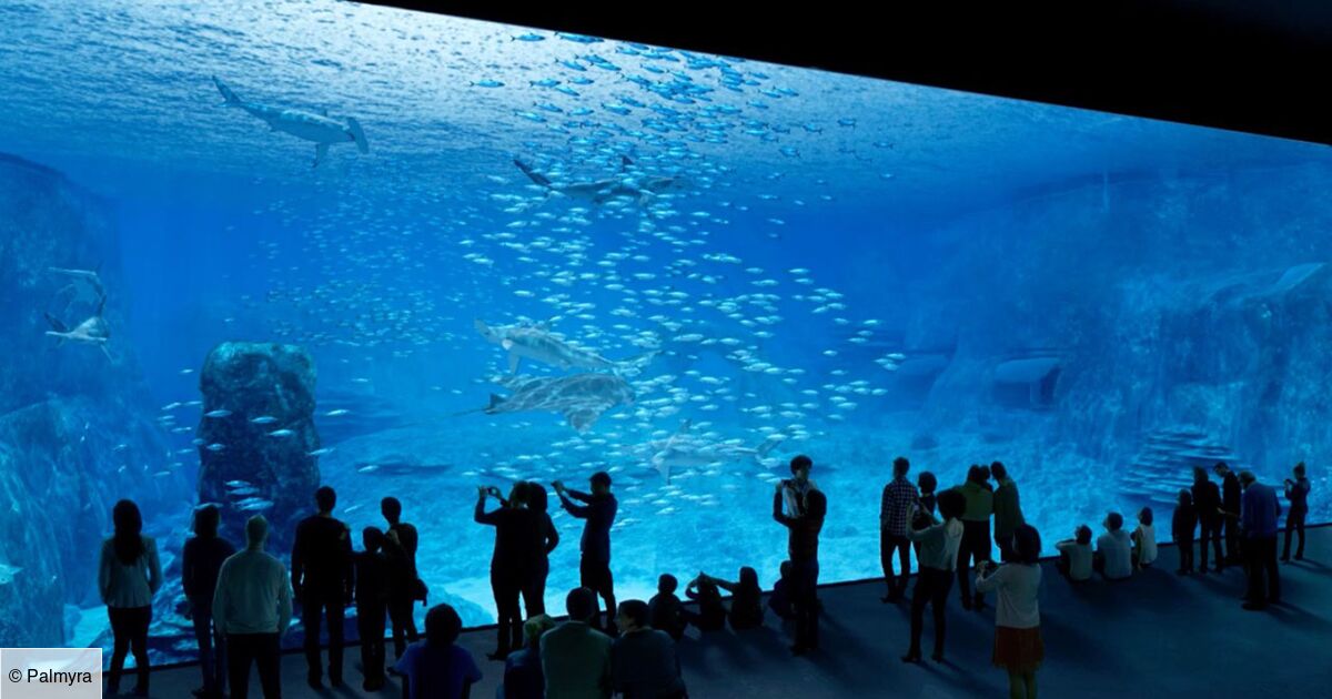 Nausicaa, le plus grand aquarium d'Europe