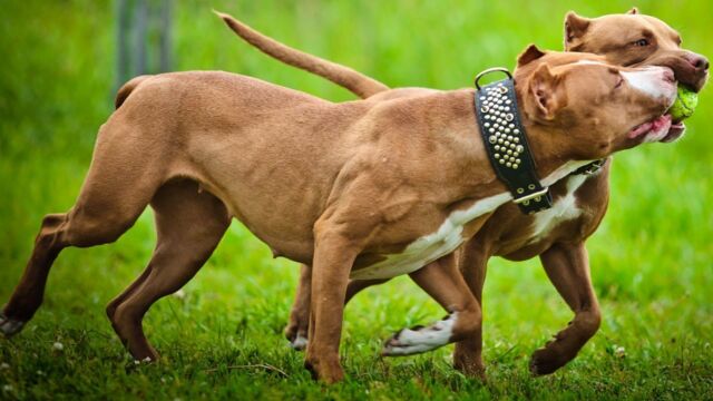 Pitbull Et Prisonnier Que Sont Ils Devenus Pitbulls et prisonniers