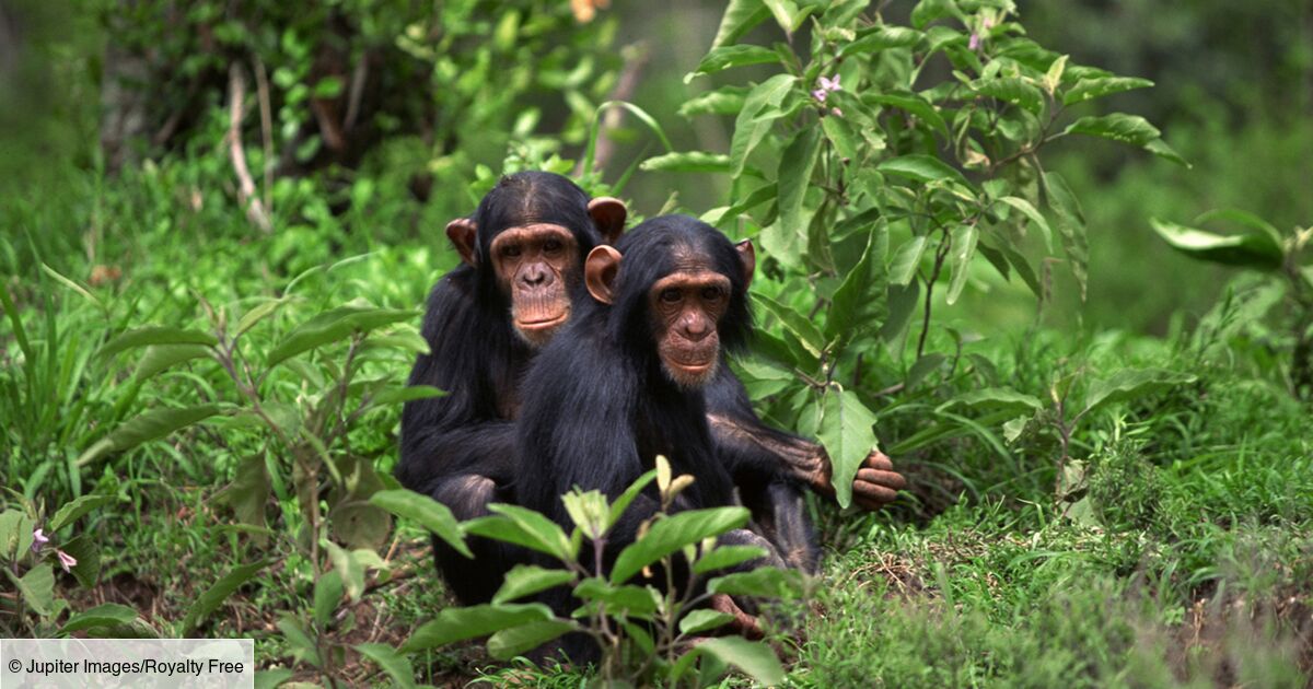 Durée De Vie D Un Singe Qui singe qui