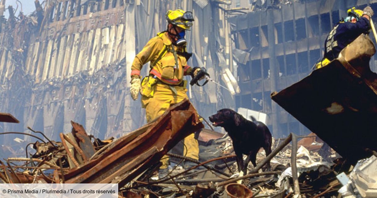 Rescue Me Les Héros Du 11 Septembre Les chiens, ces héros du 11 septembre