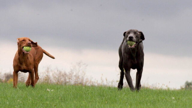 Chiens et chats sans collier
