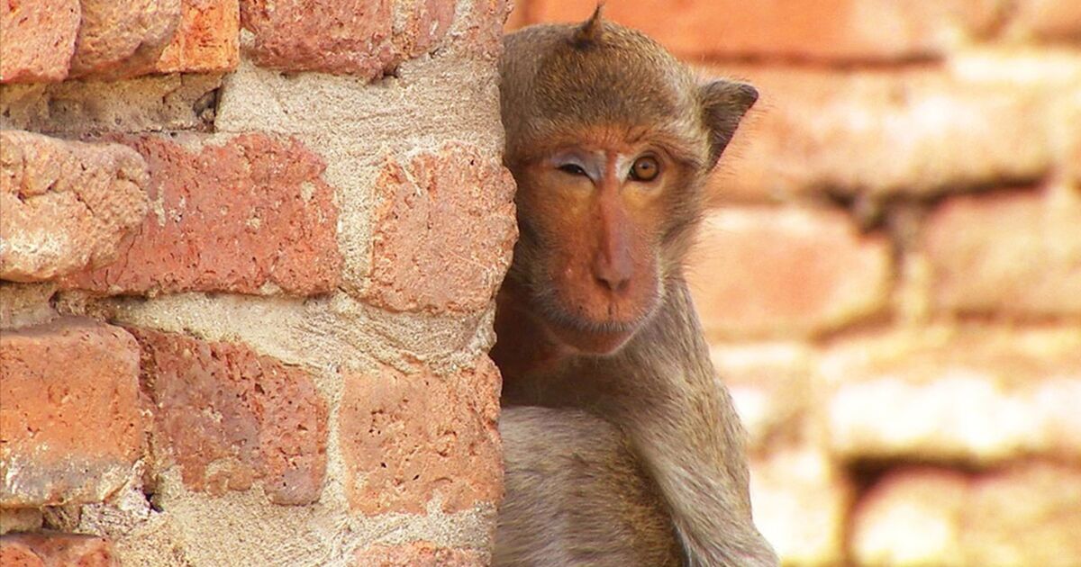A Quoi Sert La Langue Du Serpent Quand les animaux parlent