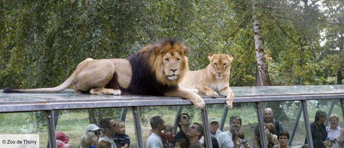 Les Plus Grand Zoo De France Thoiry : dans les coulisses d'un zoo pas comme les autres - Télé-Loisirs
