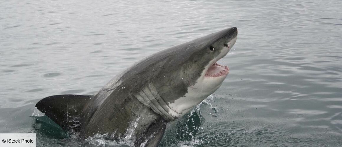 Requin Tueur Dans Un Autre Monde Les grands requins blancs - Tueurs nés - Télé-Loisirs