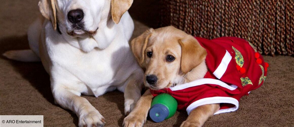 Il Faut Sauver Les Chiens De Noel Le chien qui a sauvé Noël - Télé-Loisirs