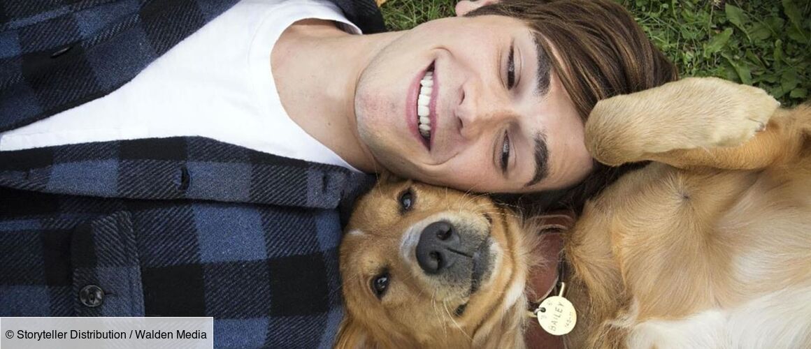 Mes Autre Vie De Chien Mes vies de chien de Lasse Hallström (2017), synopsis, casting