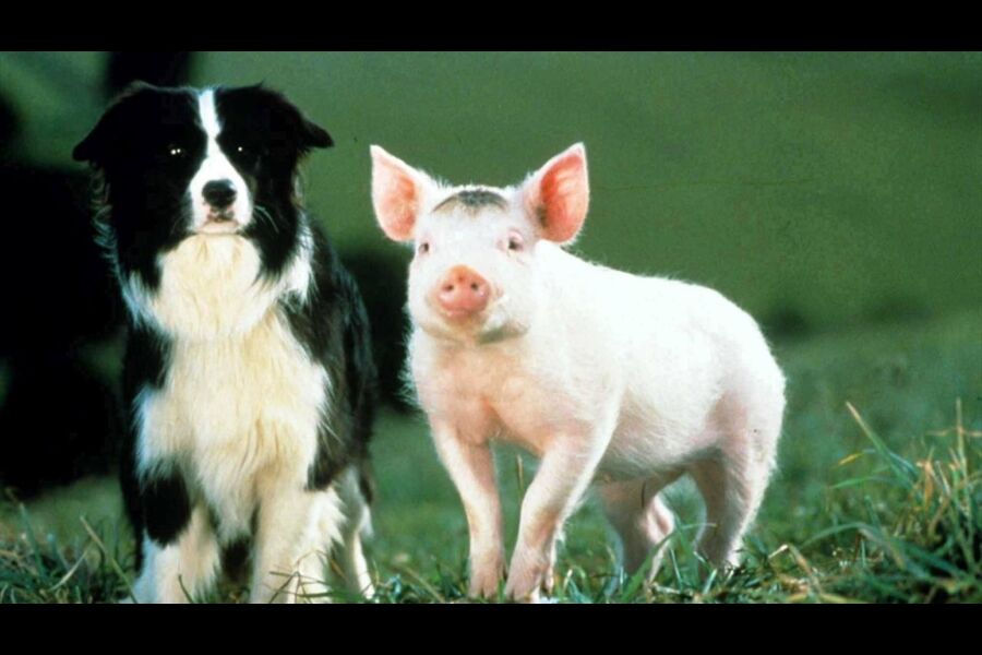 TÉLÉCHARGER BABE LE COCHON DEVENU BERGER DEVENU COCHON BABE BERGER LE TÉLÉCHARGER