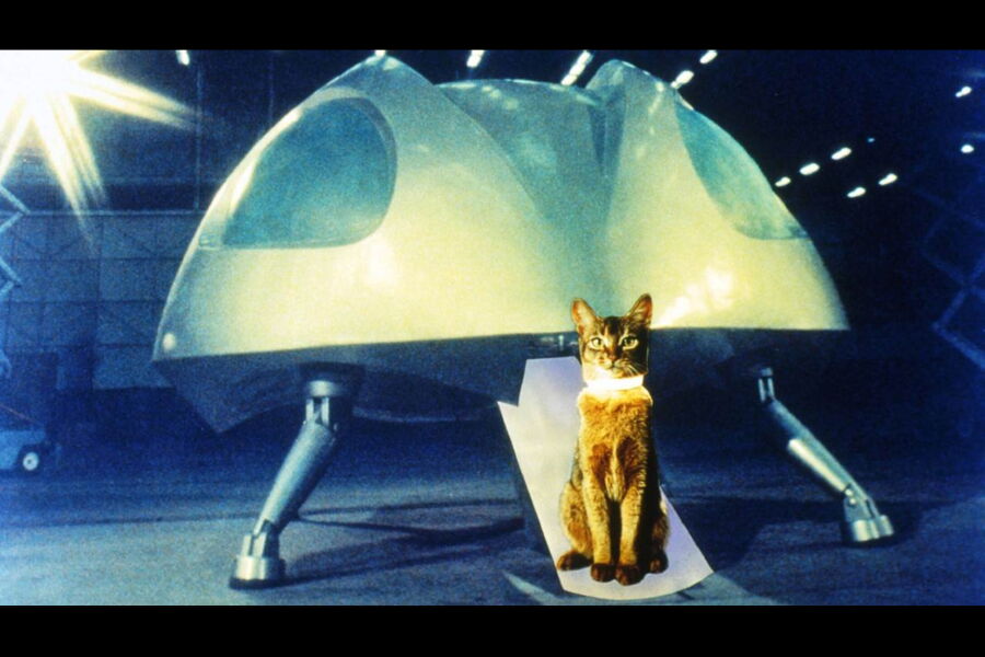 Le Chat Qui Vient De L Espace De Norman Tokar 1978 Synopsis Casting Diffusions Tv Photos Videos Tele Loisirs