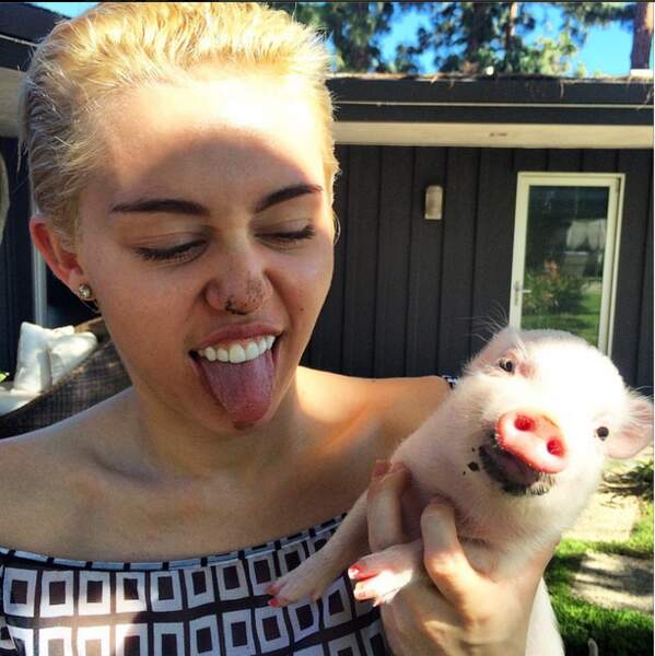 Et Miley Cyrus est fan de son nouveau cochon. Comme on dit : "tel cochon, tel maître"
