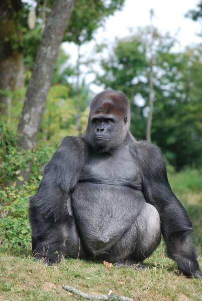C'est le plus impressionnant des animaux... Ce gorille vit aussi dans la Vallée des Singes et pèse plus de 200 kg. 
