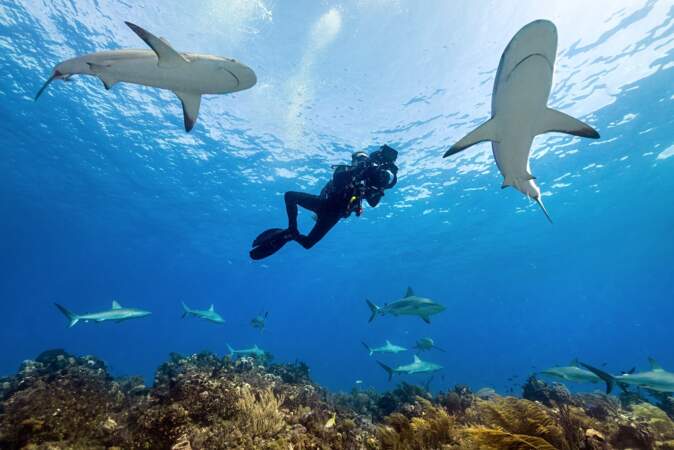 Un plongeur cameraman nage au milieu d’une redoutable bande de requins, et filme au plus près ces dangereux prédate