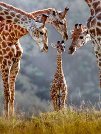 Le girafon est bien entouré. Toute la famille girafe le surveille !