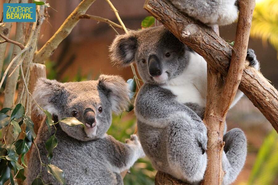 Ben non on allait pas oublier les koalas... Qui sont en plus uniques en France ! Rdv au parc de Beauval (St Aignan)