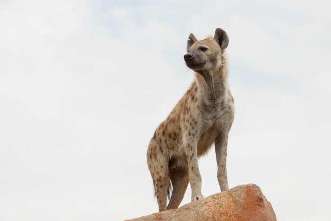 Les hyènes forment des meutes habituellement. Mais celle-ci n'est pas prête de chasser en bande...