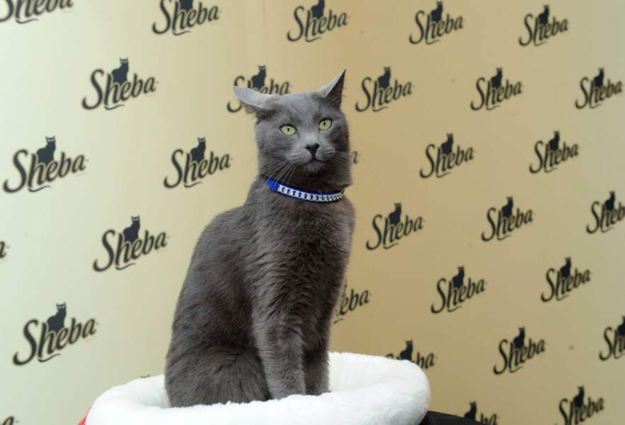 Hé oui, c'est le chat de la pub Sheba. Il s'agit d'un chat de type Bleu Russe.