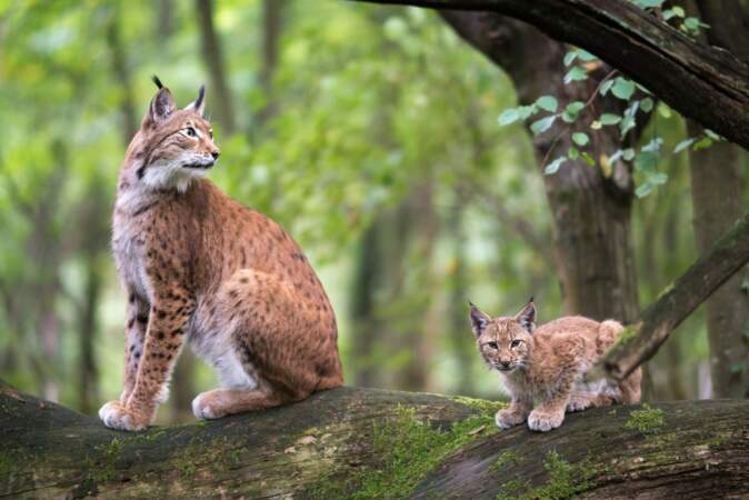 Plus les années passent, plus les forêts et le territoire des lynx s'étendent