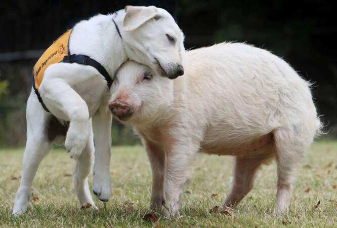 Darcy, apprenti chien d'aveugle, n'a pas compris qu'il fallait guider les humains... et non les cochons ! 