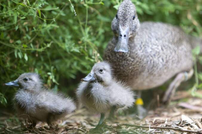 Maman canard ne lâche pas d'une patte ses petits. Ils ne sont pas près d'être indépendants. 