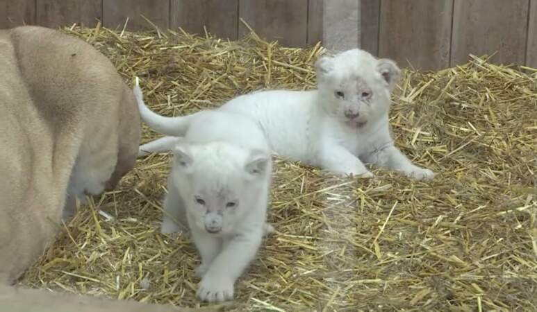 Le zoo d'Amneville a aussi eu droit à son baby boom, avec des lionceaux blancs