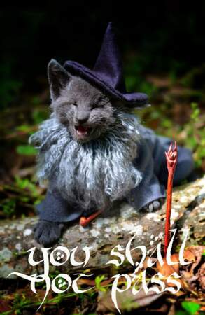 YOU SHALL NOT MIAOU ! L'a pas l'air commode le Gandalf 
