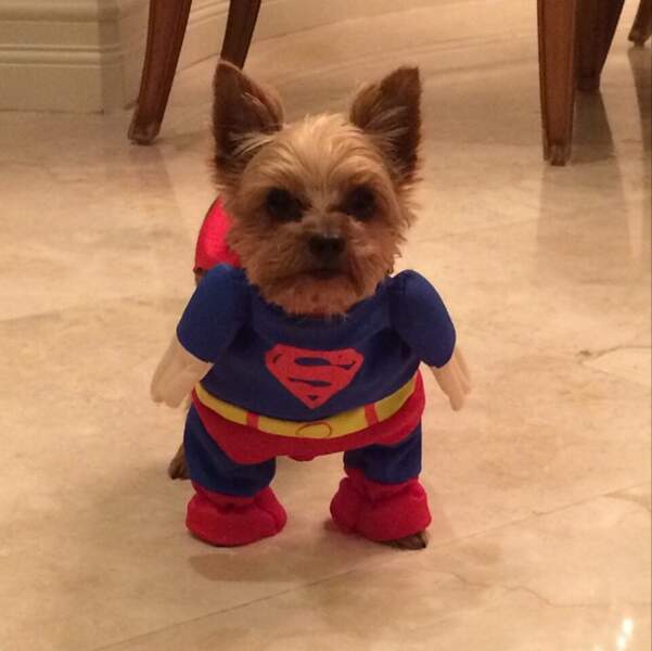 Et déguise son chien en Superman. ON A-DO-RE ! 