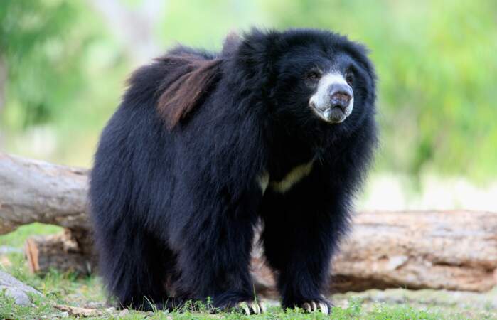 Bonus : Et sinon, dans la vraie vie, Baloo ressemble à ça : l'ours paresseux, aussi appelé l'ours Lippu