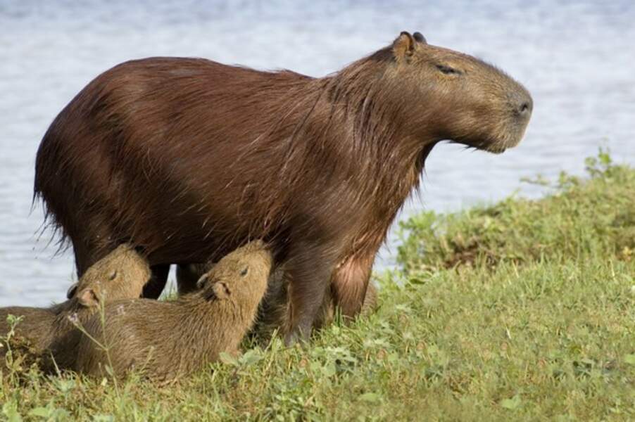 C'est le plus gros rongeur du monde, (un gros hamster en somme!) et il s'appelle le capybara (Arcachon)  