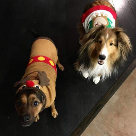 Instant mignon : les chiens de Miley Cyrus sont prêts pour Noël ! 
