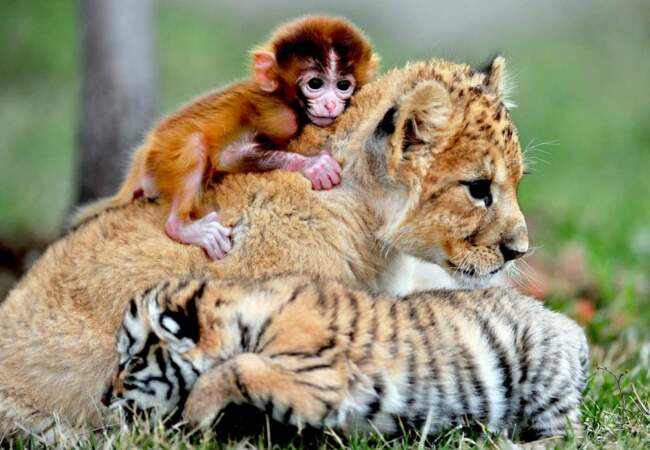Un bébé lion + un bébé tigre + un bébé singe = Ohhhhhhhhhhhhhhhhhh ! 