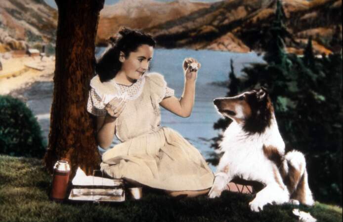 LE COURAGE DE LASSIE (1946) : … qui a débuté sa carrière ciné avec la jeune Elizabeth Taylor