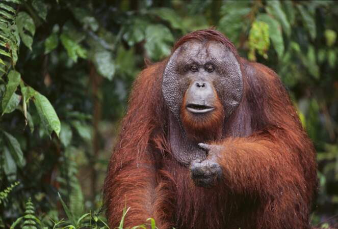 Bonus : Comment ça, il y a des orangs-outans en Inde ? Hé ben non. Seulement en Indonésie et en Malaisie. Le voici.