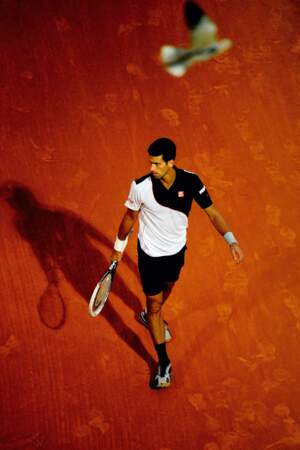 Novak Djokovic, survolé par une mouette, a échappé de peu à un drame capillaire. 