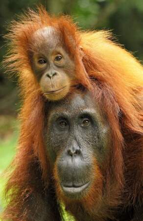 Et le réveil difficile d'un orang-outan sur la tête de sa maman